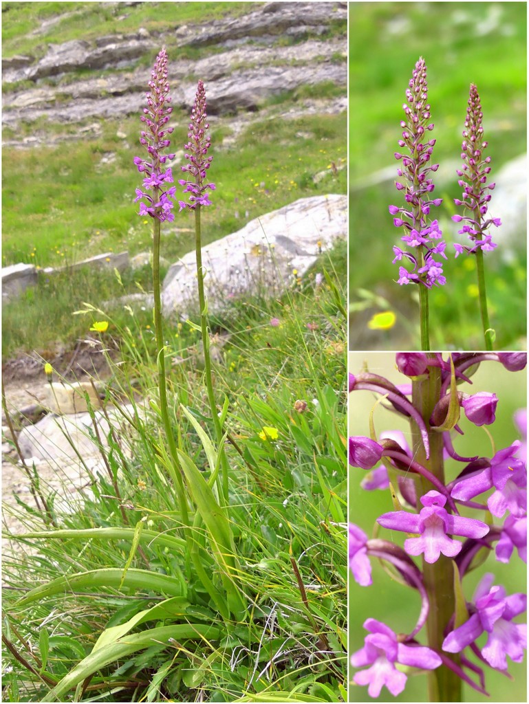 Gymnadenia conopsea var.aestivalis - Parco nazionale Gran Sasso e Laga  luglio 2020_2024.